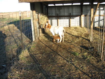 Livestock pens